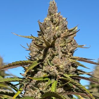 【人気No.1】霞の境GrapeGod H4CBH 1.0mlグレープゴッド92 人気No.1】霞の境GrapeGod H4CBH 1.0mlグレープゴッド92 強体感】霞