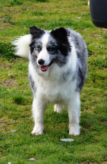 Blue roan border sales collie