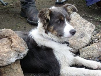 Cleo by the camp fire after a big swim
