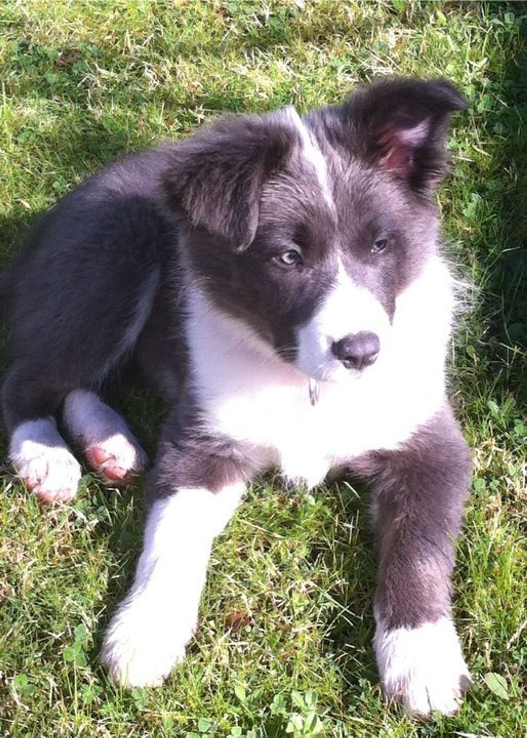 Blue grey border outlet collie