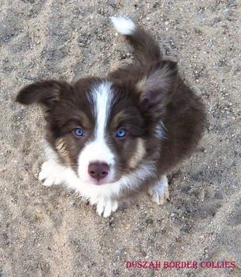 I'm adorable, I know. 7 weeks old
