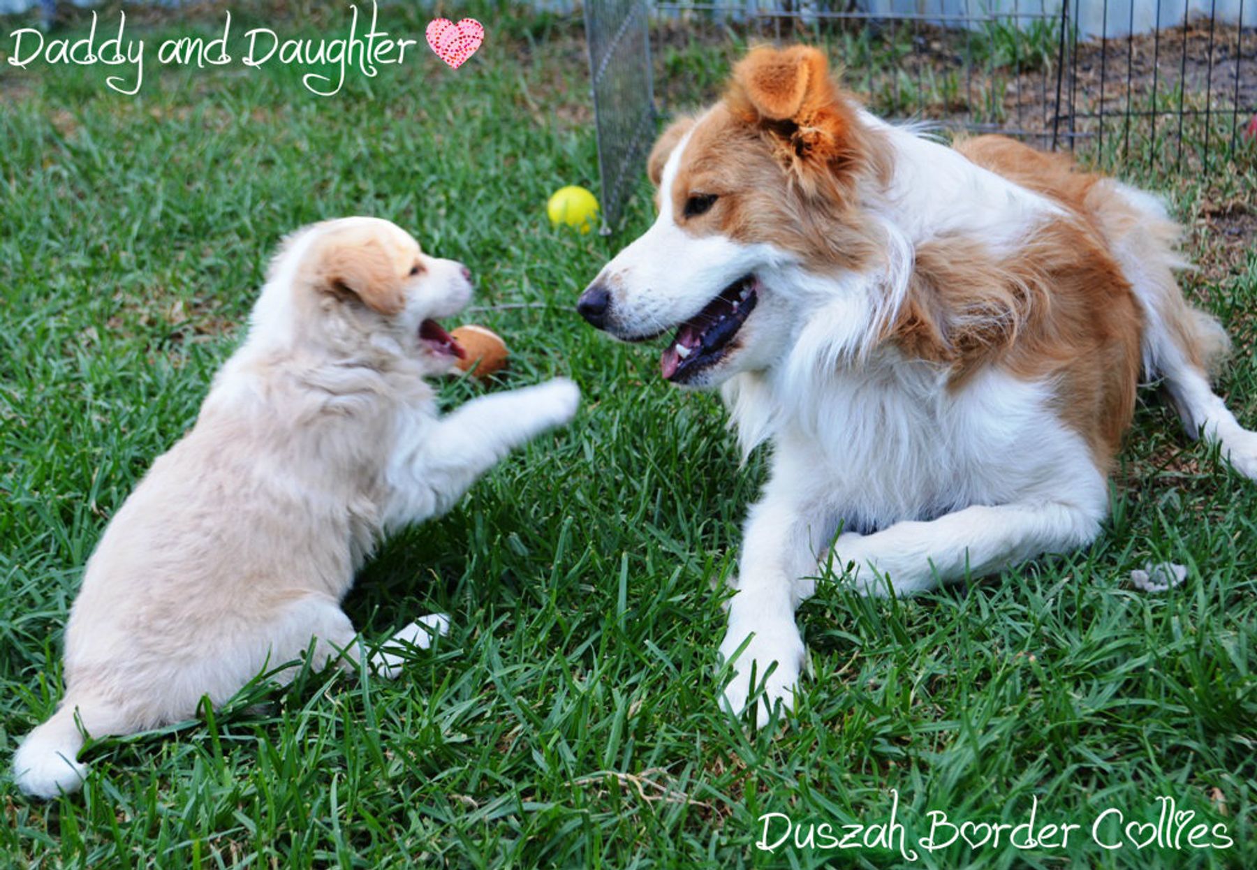 Wheaten and white border sales collie