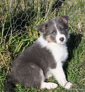 "Cleo" ~ Six Weeks Old.
