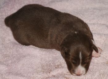 Chocolate & White male pup
