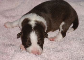 Chocolate & White female pup
