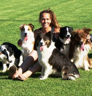 Border collie breeders store list