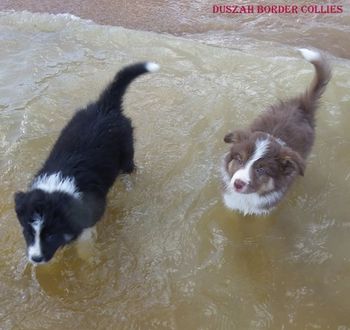 Sparky & Rocko swimming
