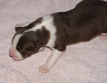 Chocolate & White female pup
