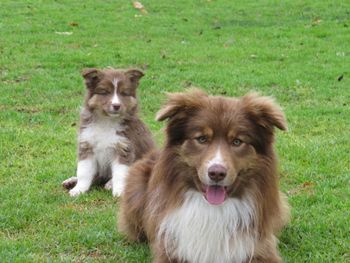 Copper with Indi his little girl
