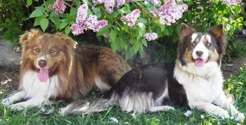 "Copper & Cleo" ~ Best friends forever.
