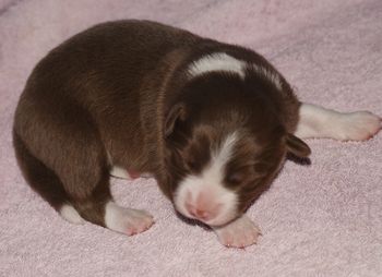 Chocolate and white male pup
