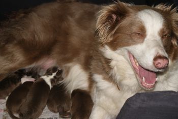 perfect mummy, first litter, only minutes after birth.
