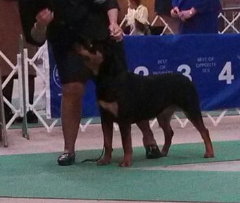 Anna at her first show, 10 months old. Two class wins!
