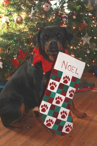 Noel holding her stocking, Christmas 2011

