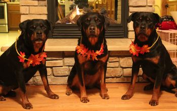 Thanksgiving 2017 Noel, Gabbi and Seren
