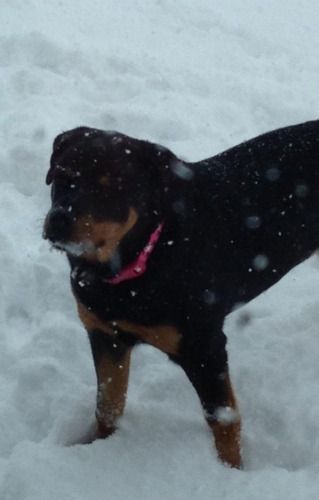 Cute Rizzo in the snow.
