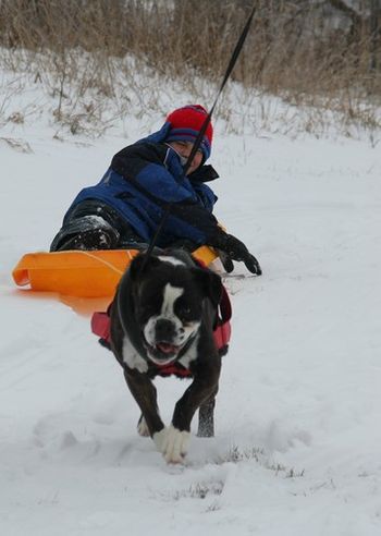 Sula pulling Mikel on the sled!
