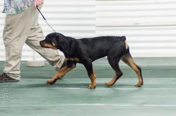 Stryder at his first UKC show at 4 months old!

