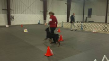 Gabbi 2 years old competing in Rally Novice
