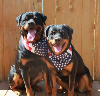 Happy 4th 2014!  Stryder and his sis Gabbi
