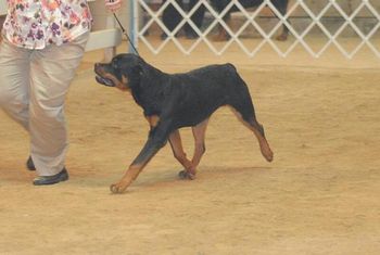 Stryder at his 1st AKC show, 8 months old. Boy can I move!
