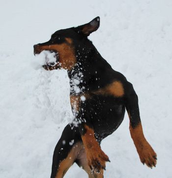 Snowball fight!
