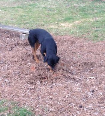 Working his articles under a pile of pine needles.  Wow, good boy!
