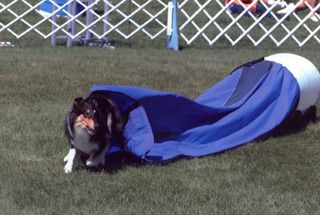 Paige at her first agility trial.
