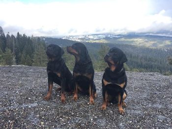 Hiking with the gang
