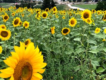 Sunflower crop 2021
