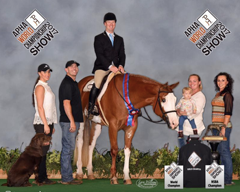 Ventura Boulevard  Champion 3 Year Old Challenge  Trained by Gibbs Show Horses
