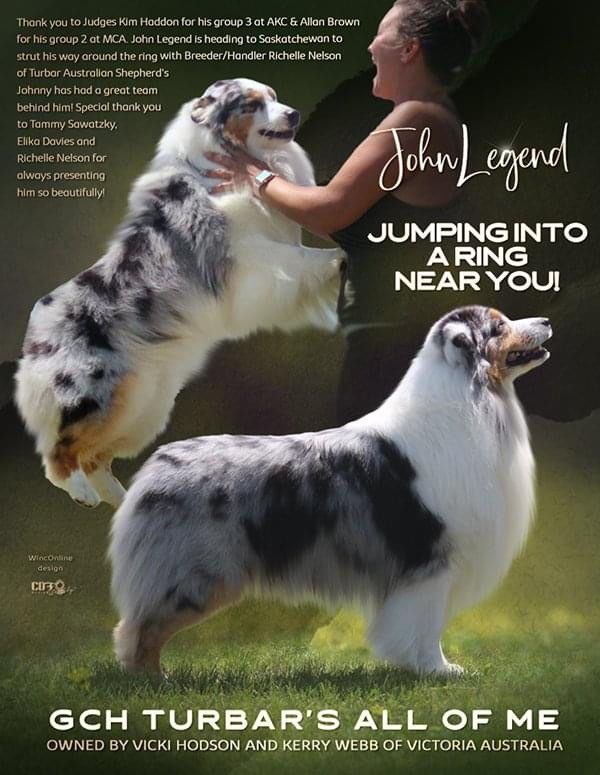 10 Things Only an Australian Shepherd Owner Would Understand – American  Kennel Club