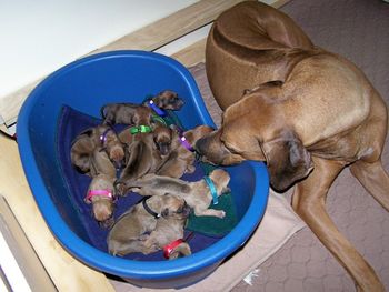 Day 1 Bucket Puppies
