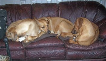 Ziva, Maddie and Annie enjoying couch time
