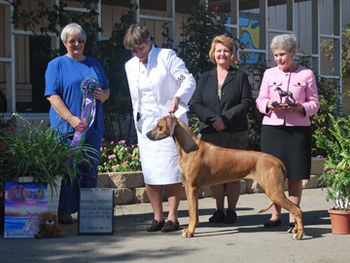 Award of Merit at the Rhodesian Ridgeback National Specialty 2010
