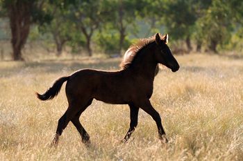 MCM Ysabelle (Yldau) - 2015 Black Friesian X filly
