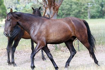 MCM Magician (2012) Black Morgan gelding out of Mt Tawonga Magic.more.........
