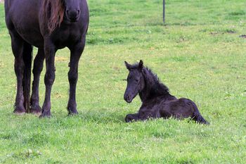 Hours old. - 30 September 2012
