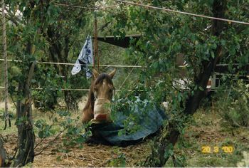 Camping in Kosciusko National Park, 2000.
