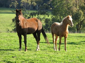 2006 - MCM Cameo. Palomino Part Bred Morgan filly by Colonel Wicked. (Quarter Horse) sold
