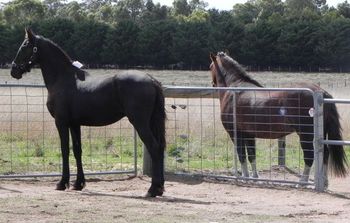 MCM Bente 2010 Friesian X Gelding Eitsje X The Carrock Berrigan Bente has just arrived at Denise's in this pic. Travel tag still attached. :) All well and going to plan, just meeting the family. Bente is settling in very well. Bente lives in VIC.
