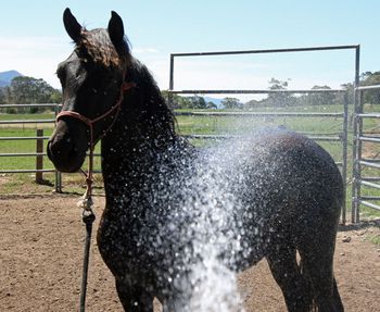 Hosing Down
