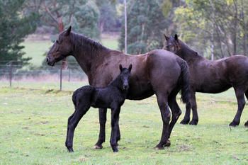 2016 - MCM McKenzie Black Moriesian gelding by Ietsje from MCM
