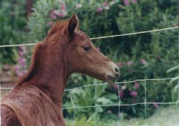 MCM Crown Jewel (2002) Mt Tawonga King X Mt Tawonga Tiara. Liver Chestnut Pure Bred filly. Retained here at MCM. more........
