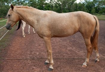 MCM Cameo 2006 Part Morgan mare. (Colonel Wicked X Mountain Crk Crown Jewel). Cameo has been recently started under saddle, and is going great. Jacque is very happy with her. Cameo lived in NT, and has now moved to Tasmania with Jacque.
