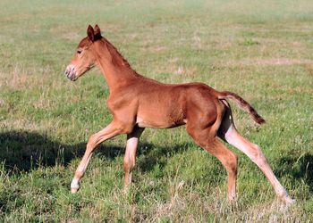 MCM Jolena (2012) Red Bluff Mesmeric X Mt Tawonga Jean Chestnut Morgan filly. more........ SOLD
