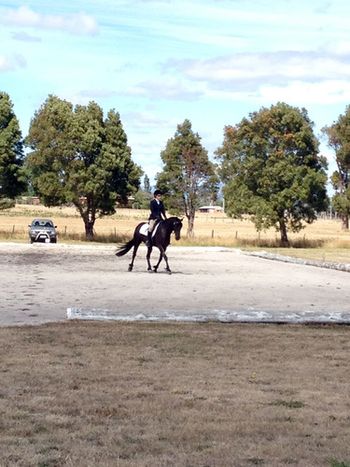 MCM Marquis 2009 Moriesian gelding Eitsje X Mt Tawonga Monique "Had to share with you.... Had our first ever dressage competition yesterday. Did two prep tests with a 71 and 69%! Won both classes! Very exciting day, Love him to bits!" Victoria February 2013 Marquis lives in Tasmania
