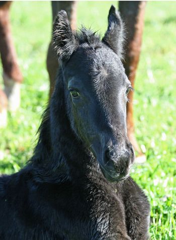 MCM Aanje (2009) Eitsje X Mountain Crk Morgana Beau. Black Moriesian filly. more........ Sold March 2011 to Ann & Spike. Hivesville. QLD.
