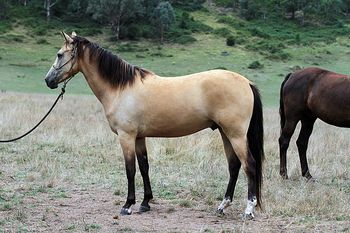 MCM Aztec Gold - 2013 buckskin gelding.
