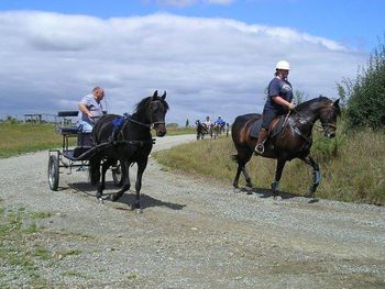 Kelford Navigator - (harness) Gelding  by Twinhill Maximus.(Pic from Kelford Morgan Farm NZ)
